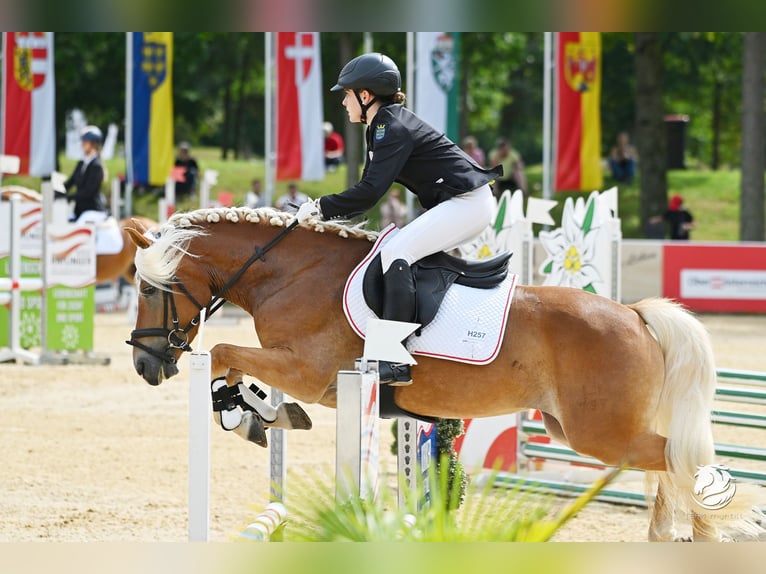 Haflinger Stute 7 Jahre 147 cm  in Wienerbruck