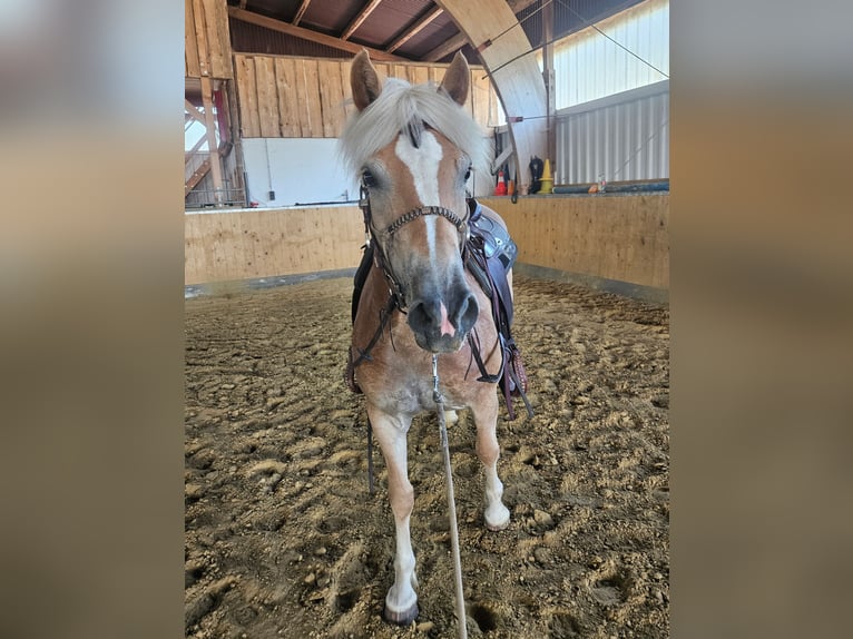 Haflinger Stute 7 Jahre 147 cm in &#xDC;xheim