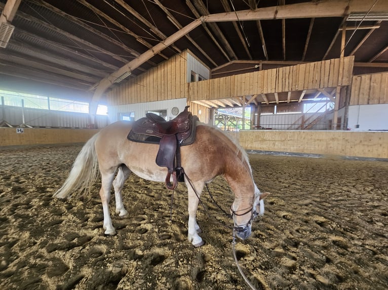 Haflinger Stute 7 Jahre 147 cm in &#xDC;xheim
