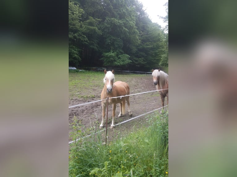 Haflinger Stute 7 Jahre 147 cm in &#xDC;xheim