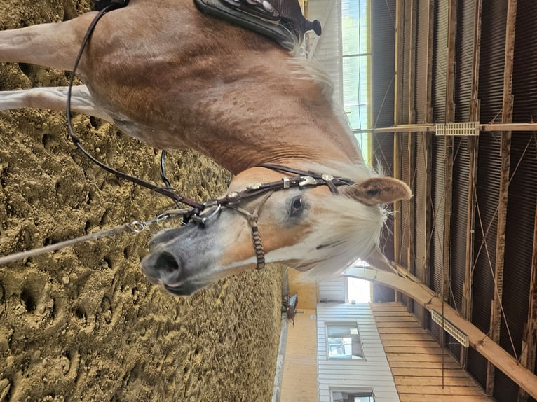 Haflinger Stute 7 Jahre 147 cm in &#xDC;xheim