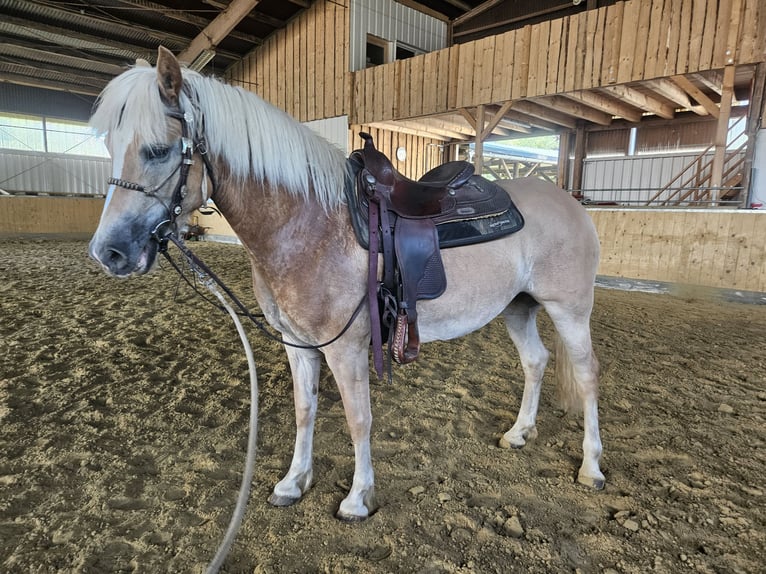 Haflinger Stute 7 Jahre 147 cm in &#xDC;xheim