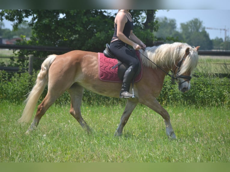 Haflinger Stute 7 Jahre 147 cm Fuchs in Breda