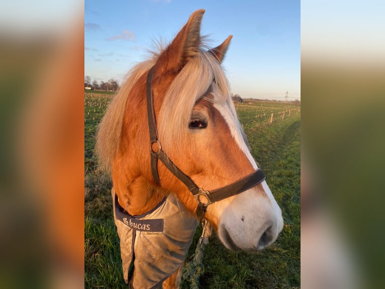 Haflinger Stute 7 Jahre 147 cm Palomino in Bornerbroek