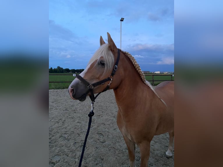 Haflinger Stute 7 Jahre 147 cm Palomino in Bornerbroek