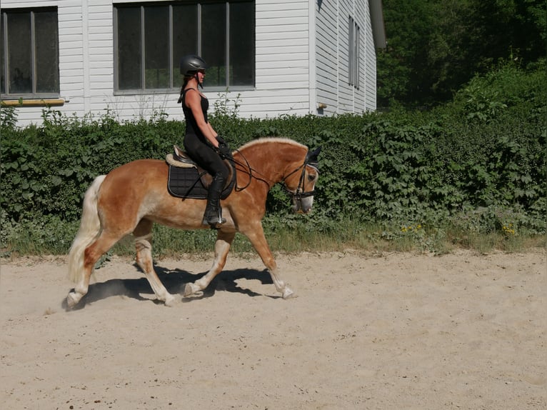 Haflinger Stute 7 Jahre 148 cm  in Sinzing