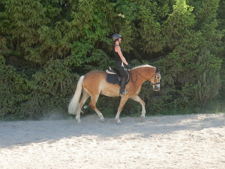 Haflinger Stute 7 Jahre 148 cm  in Sinzing