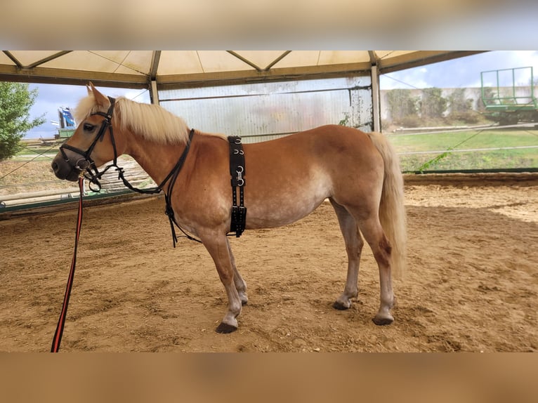 Haflinger Stute 7 Jahre 148 cm in Giengen an der Brenz
