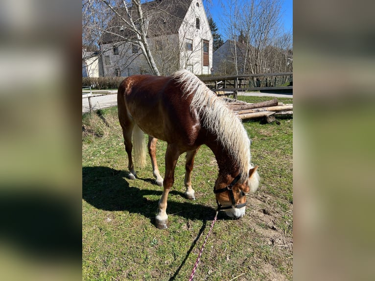Haflinger Stute 7 Jahre 148 cm in Giengen an der Brenz