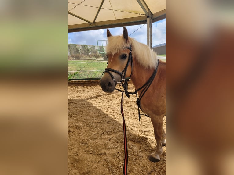 Haflinger Stute 7 Jahre 148 cm in Giengen an der Brenz