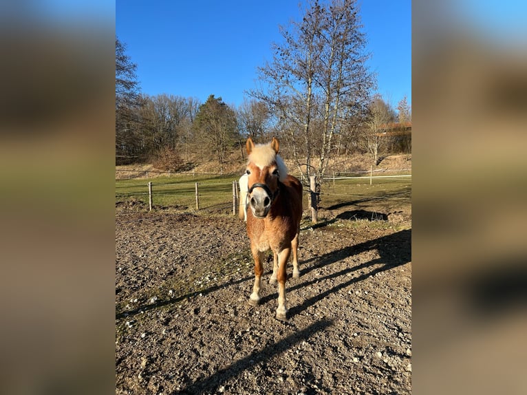 Haflinger Stute 7 Jahre 148 cm in Giengen an der Brenz