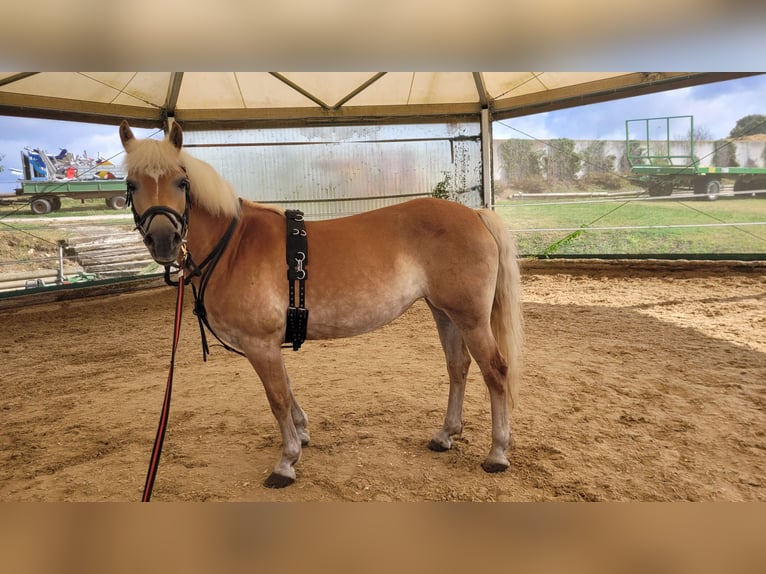 Haflinger Stute 7 Jahre 148 cm in Giengen an der Brenz