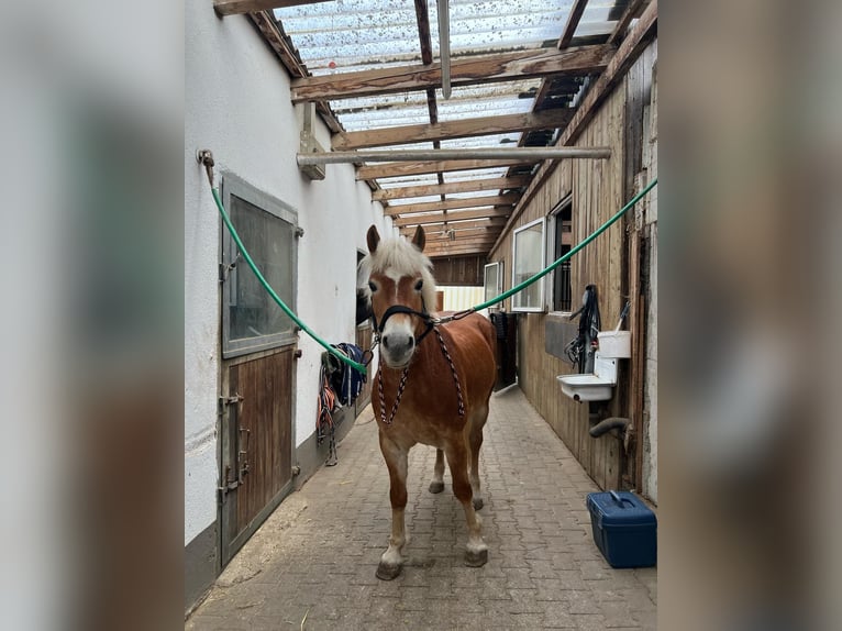 Haflinger Stute 7 Jahre 148 cm in Giengen an der Brenz