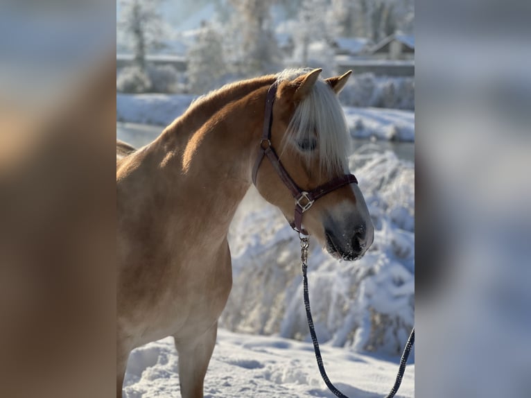 Haflinger Stute 7 Jahre 148 cm Fuchs in Höchst