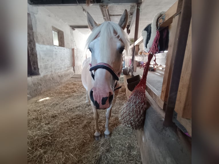 Haflinger Stute 7 Jahre 149 cm  in Netphen