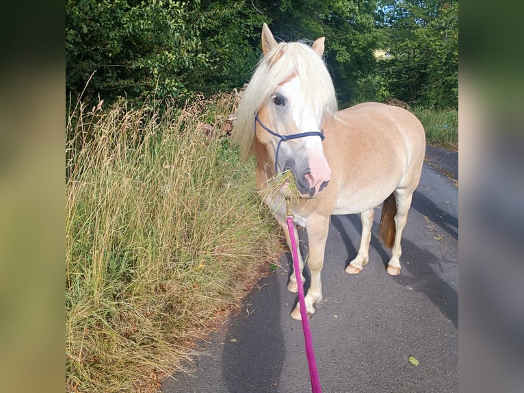 Haflinger Stute 7 Jahre 149 cm  in Netphen
