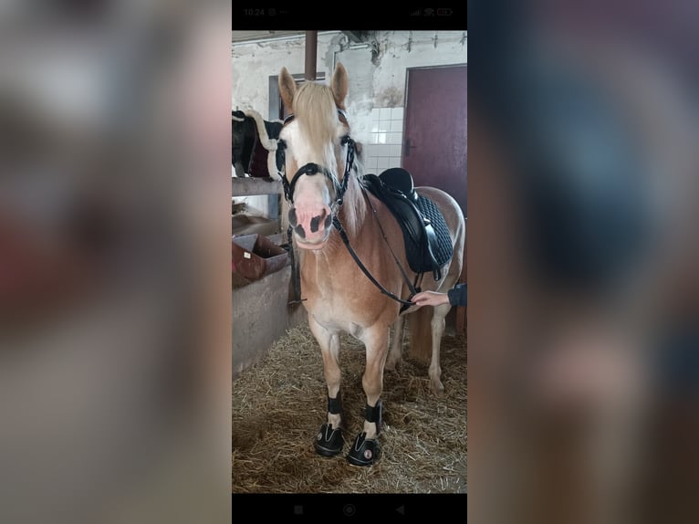 Haflinger Stute 7 Jahre 149 cm  in Netphen