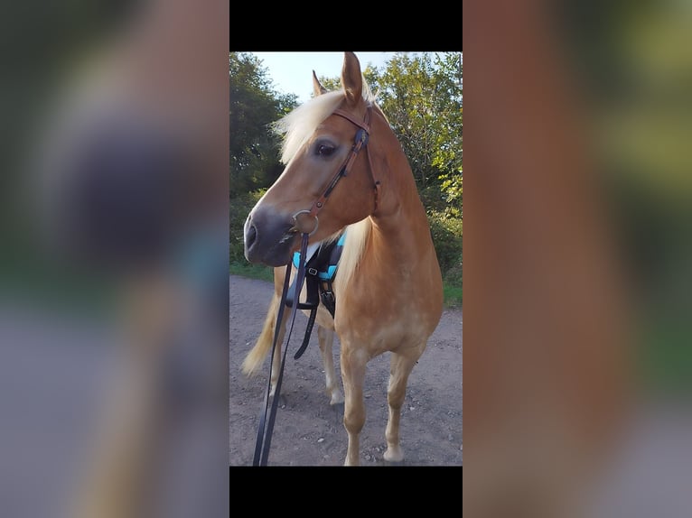 Haflinger Stute 7 Jahre 149 cm Fuchs in Lebach