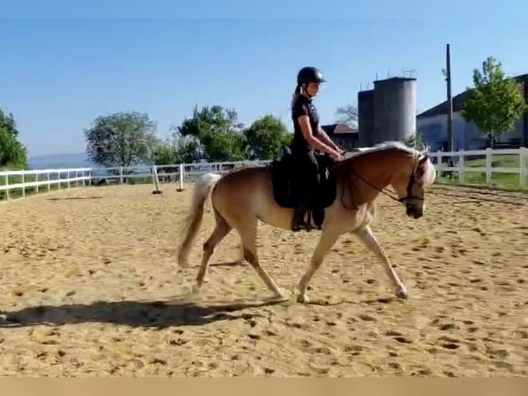 Haflinger Stute 7 Jahre 149 cm Fuchs in Pelmberg