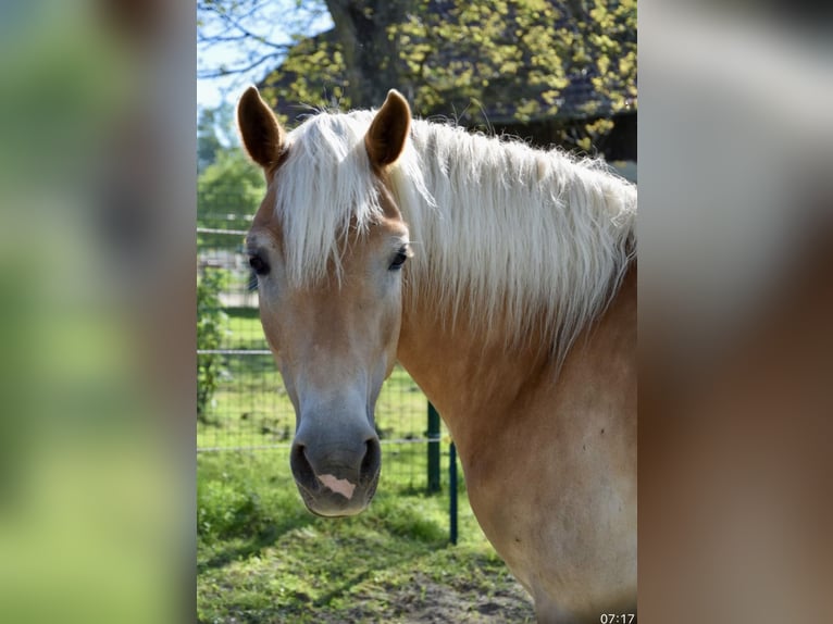 Haflinger Stute 7 Jahre 149 cm Fuchs in Pelmberg