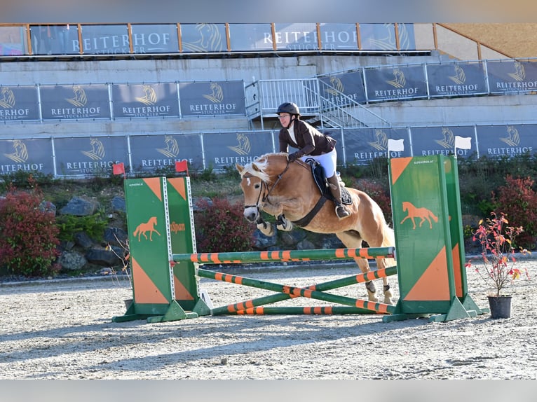 Haflinger Stute 7 Jahre 149 cm Fuchs in Aigen
