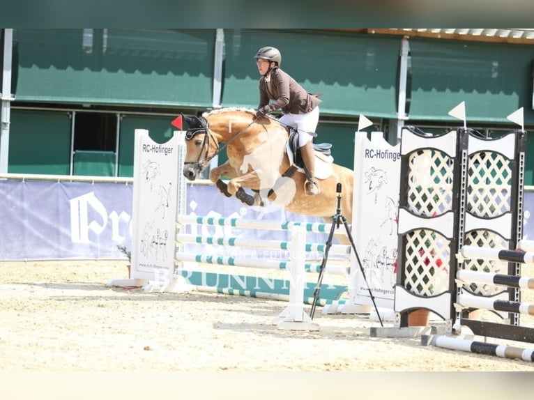 Haflinger Stute 7 Jahre 149 cm Fuchs in Aigen