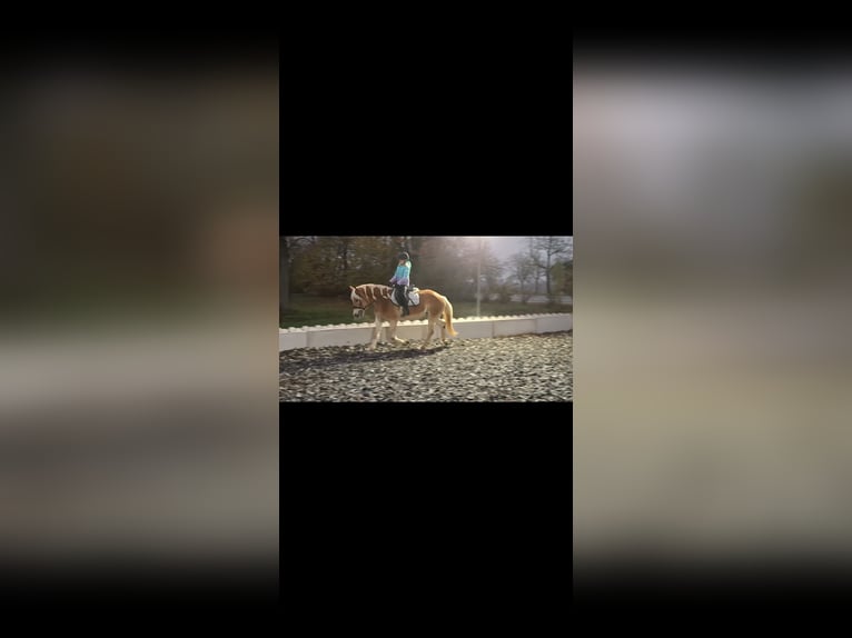 Haflinger Stute 7 Jahre 150 cm in Haag Dorf