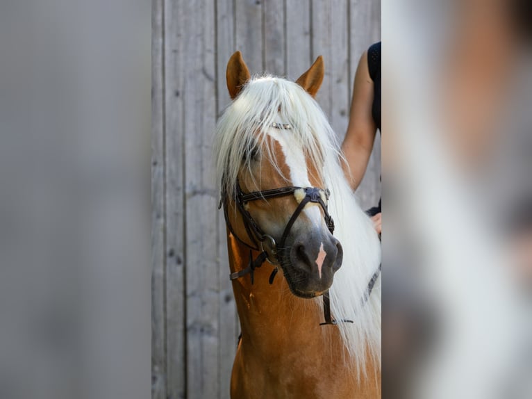 Haflinger Stute 7 Jahre 150 cm Fuchs in Hirschau