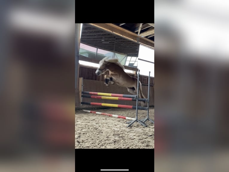 Haflinger Stute 7 Jahre 150 cm Fuchs in Hirschau
