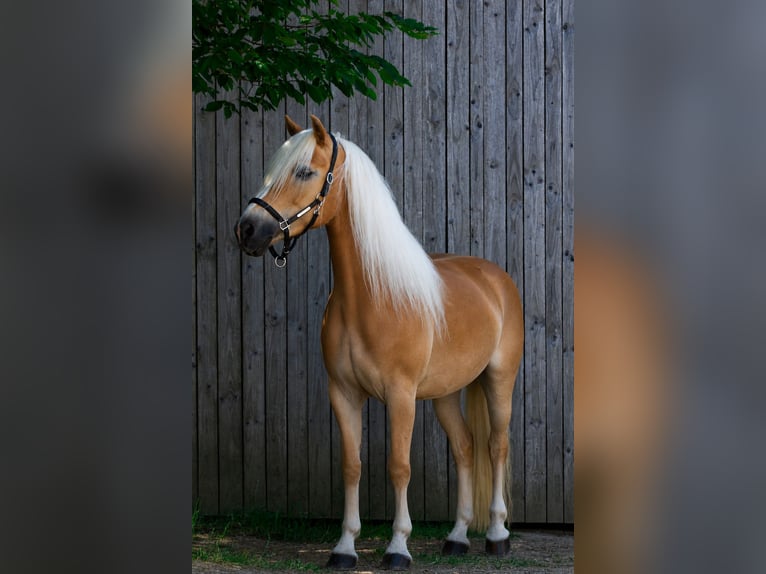 Haflinger Stute 7 Jahre 150 cm Fuchs in Hirschau