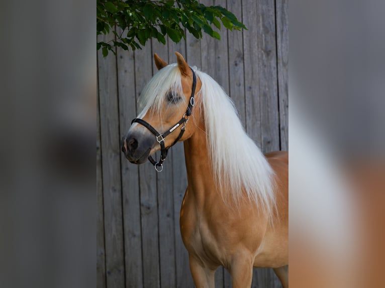 Haflinger Stute 7 Jahre 150 cm Fuchs in Hirschau