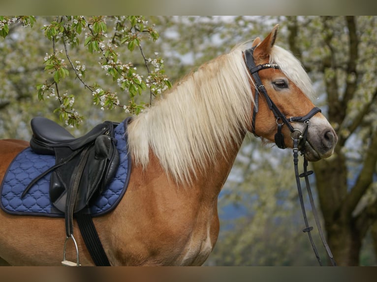 Haflinger Stute 7 Jahre 152 cm  in Bad Bellingen