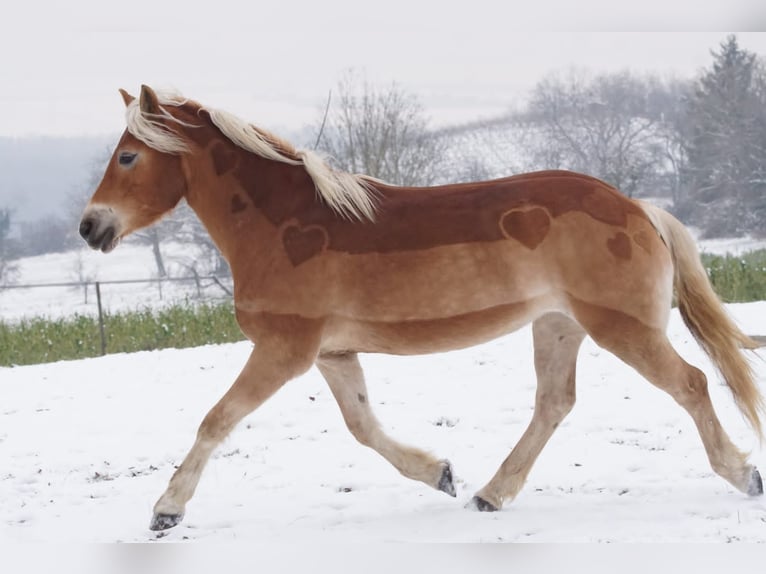 Haflinger Stute 7 Jahre 152 cm  in Bad Bellingen