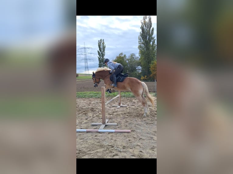 Haflinger Stute 7 Jahre 152 cm  in Bad Bellingen