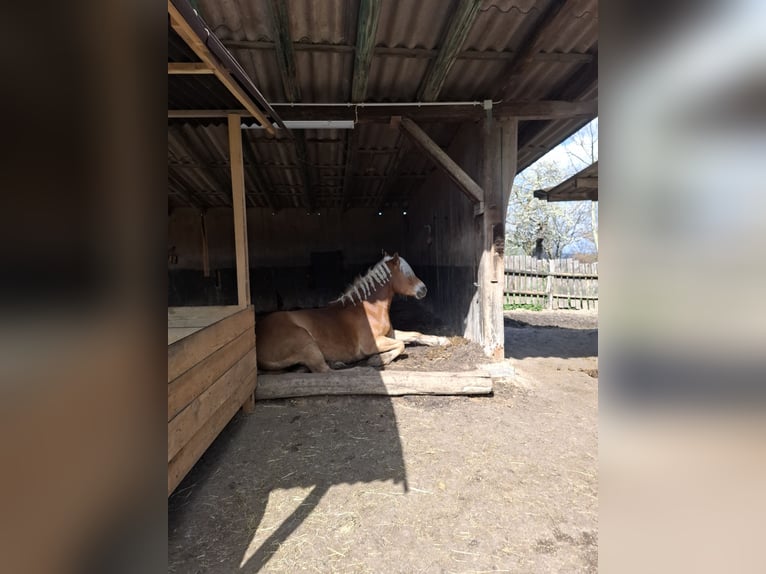 Haflinger Stute 7 Jahre 152 cm  in Bad Bellingen