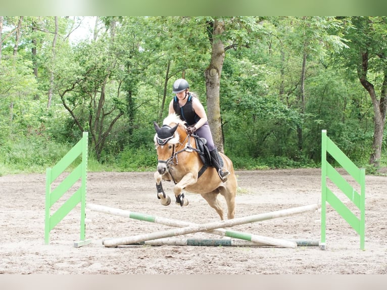 Haflinger Stute 7 Jahre 152 cm  in Bad Bellingen