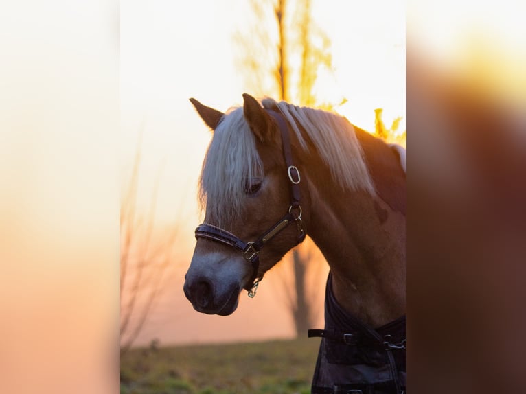 Haflinger Stute 7 Jahre 152 cm  in Bad Bellingen