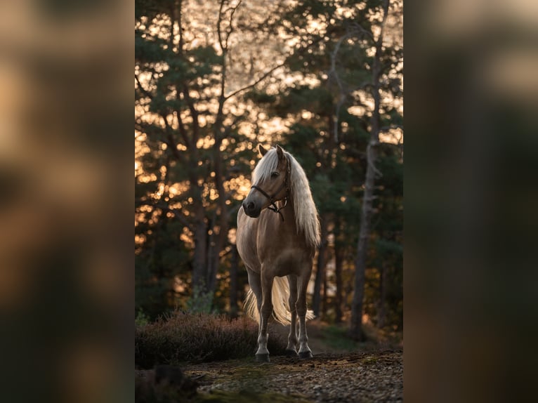 Haflinger Stute 7 Jahre 152 cm Fuchs in Langerwehe