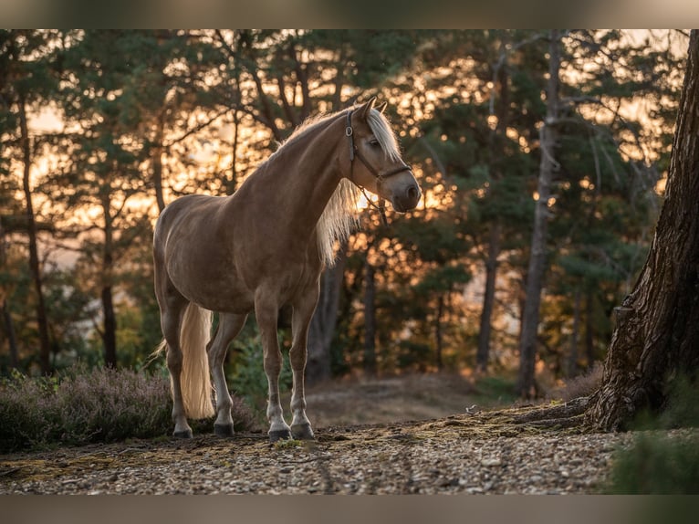 Haflinger Stute 7 Jahre 152 cm Fuchs in Langerwehe