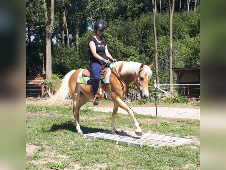 Haflinger Stute 7 Jahre 152 cm Fuchs in Bayerbach