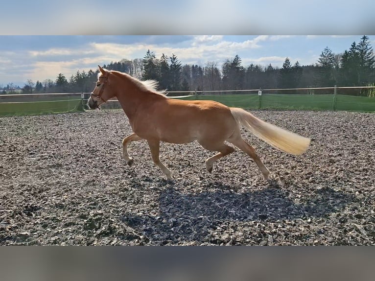 Haflinger Stute 7 Jahre 153 cm Fuchs in Dietramszell