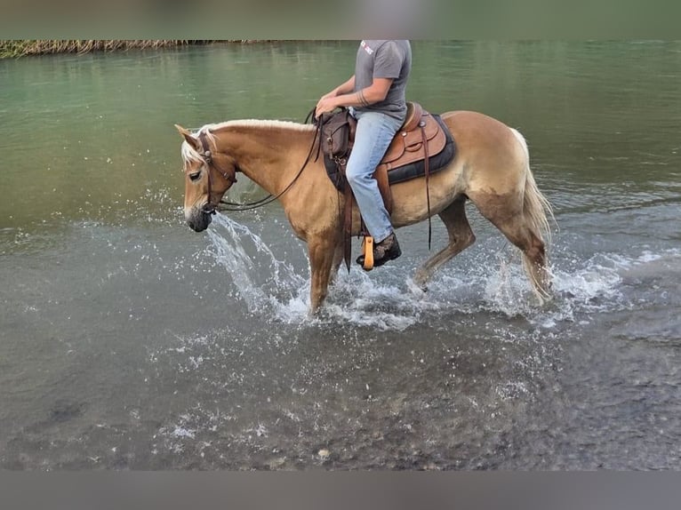 Haflinger Stute 7 Jahre 153 cm Fuchs in Dietramszell