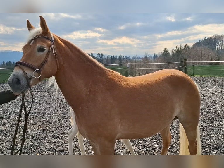 Haflinger Stute 7 Jahre 153 cm Fuchs in Dietramszell