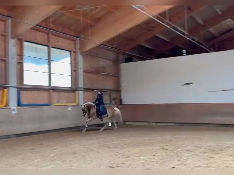 Haflinger Stute 7 Jahre 153 cm Fuchs in Dietramszell