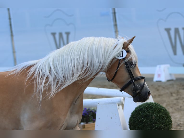 Haflinger Stute 7 Jahre 153 cm Fuchs in Willingen (Upland)