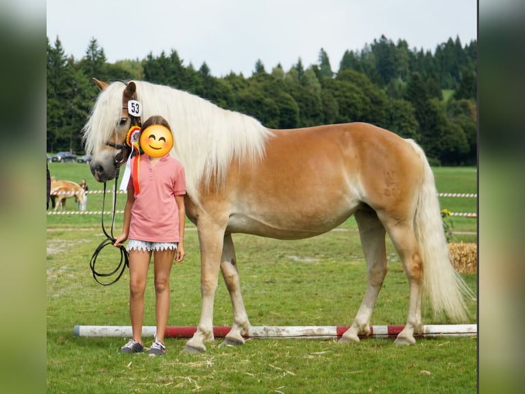 Haflinger Stute 7 Jahre 153 cm Fuchs in Kleblach-Lind