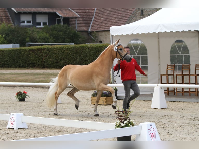Haflinger Stute 7 Jahre 153 cm Fuchs in Willingen (Upland)