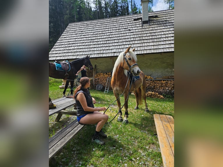 Haflinger Stute 7 Jahre 154 cm in Ro&#xDF;leithen