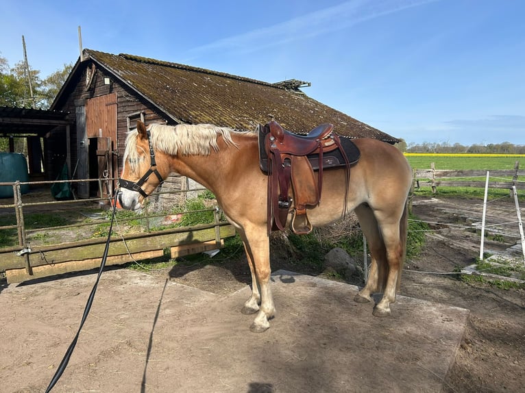 Haflinger Stute 7 Jahre 154 cm Fuchs in Wohnste