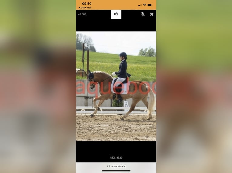 Haflinger Stute 7 Jahre 154 cm Fuchs in Gunskirchen